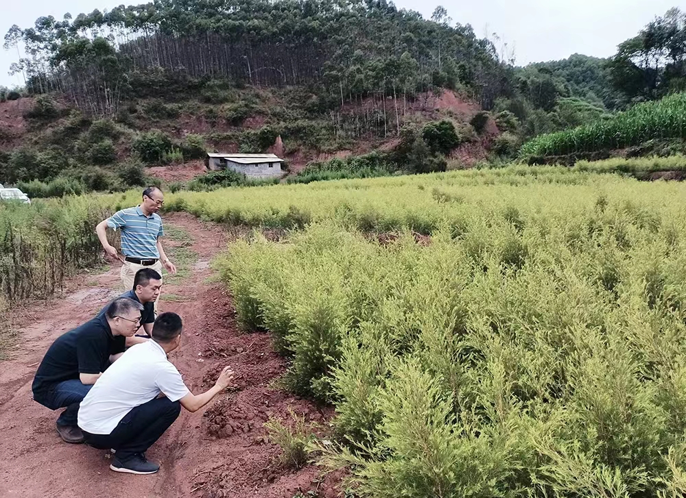 调研组参观芳香峡谷种植基地.jpg